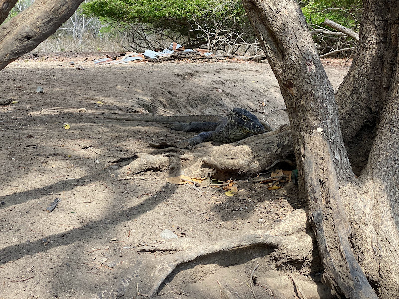 Loh Buaya Komodo National Park