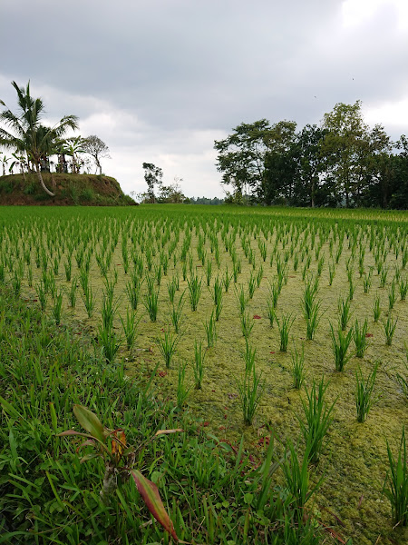 Bali Activities