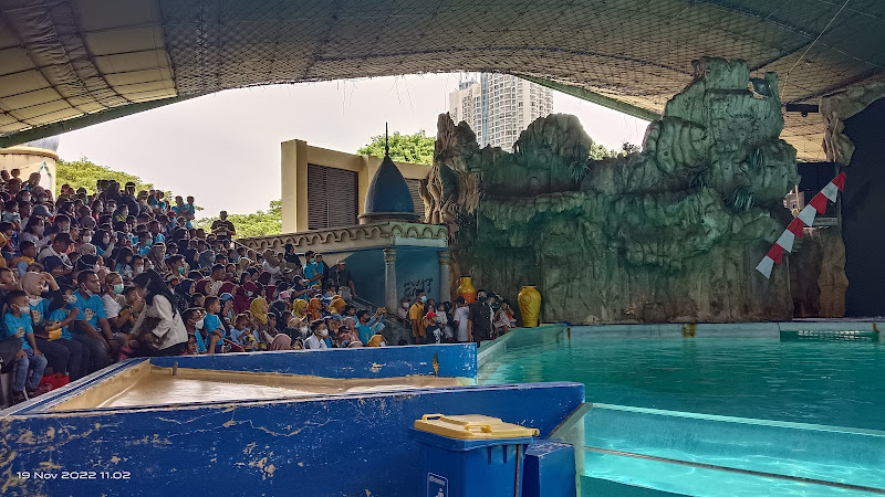 Dolphin show