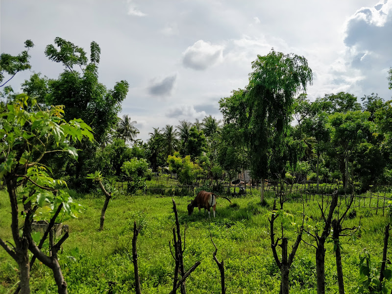 Bidara Cottages