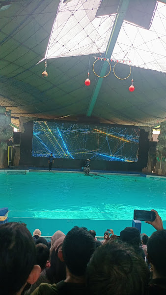 Dolphin show