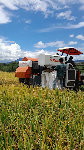 Sawah Radawea