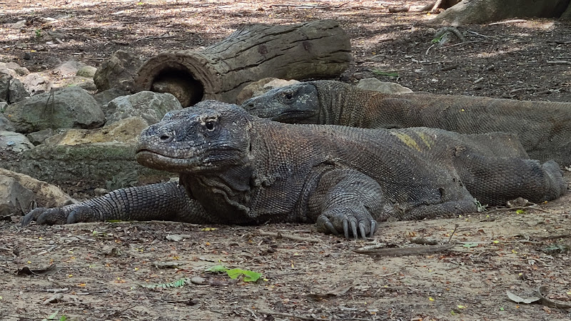 Loh Liang - Komodo National Park