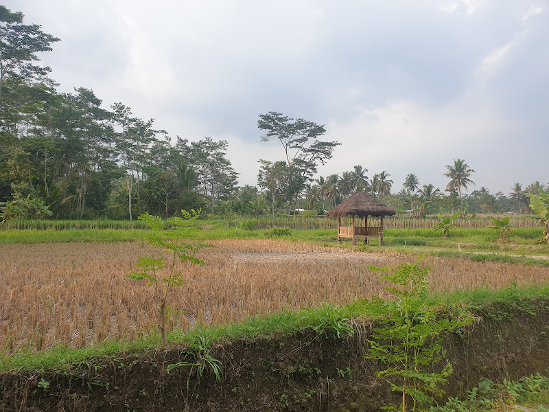 Cangkringan