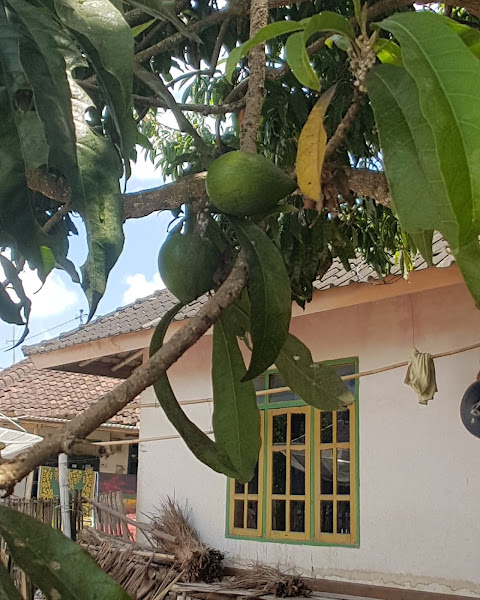 White Rose Guest House