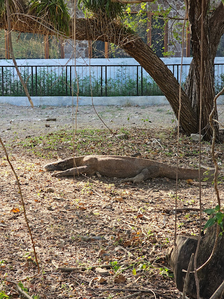 Loh Buaya Komodo National Park